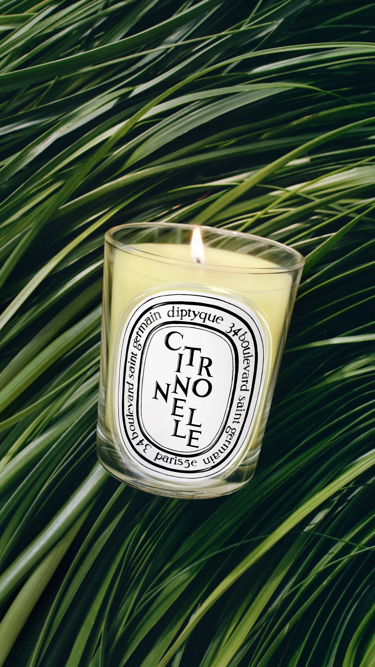 Citronnelle (Lemongrass) - Classic Candle